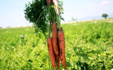Saisonstart: Möhren gibt's wieder frisch vom Feld