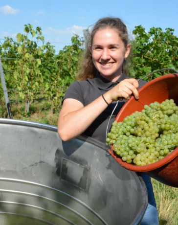 Weinlese für den ersten Federweißen
