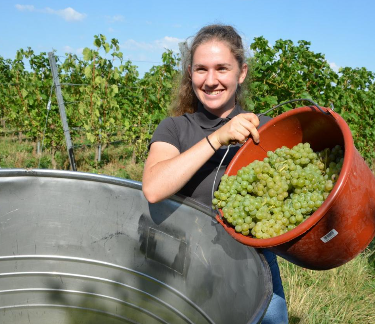 Weinlese für den ersten Federweißen