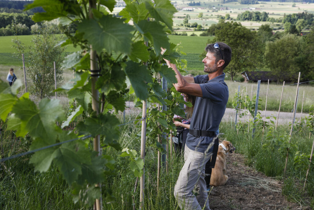 Herausforderung Klimawandel: Die Reben der Bio-Winzer kommen besser mit großer Hitze zurecht