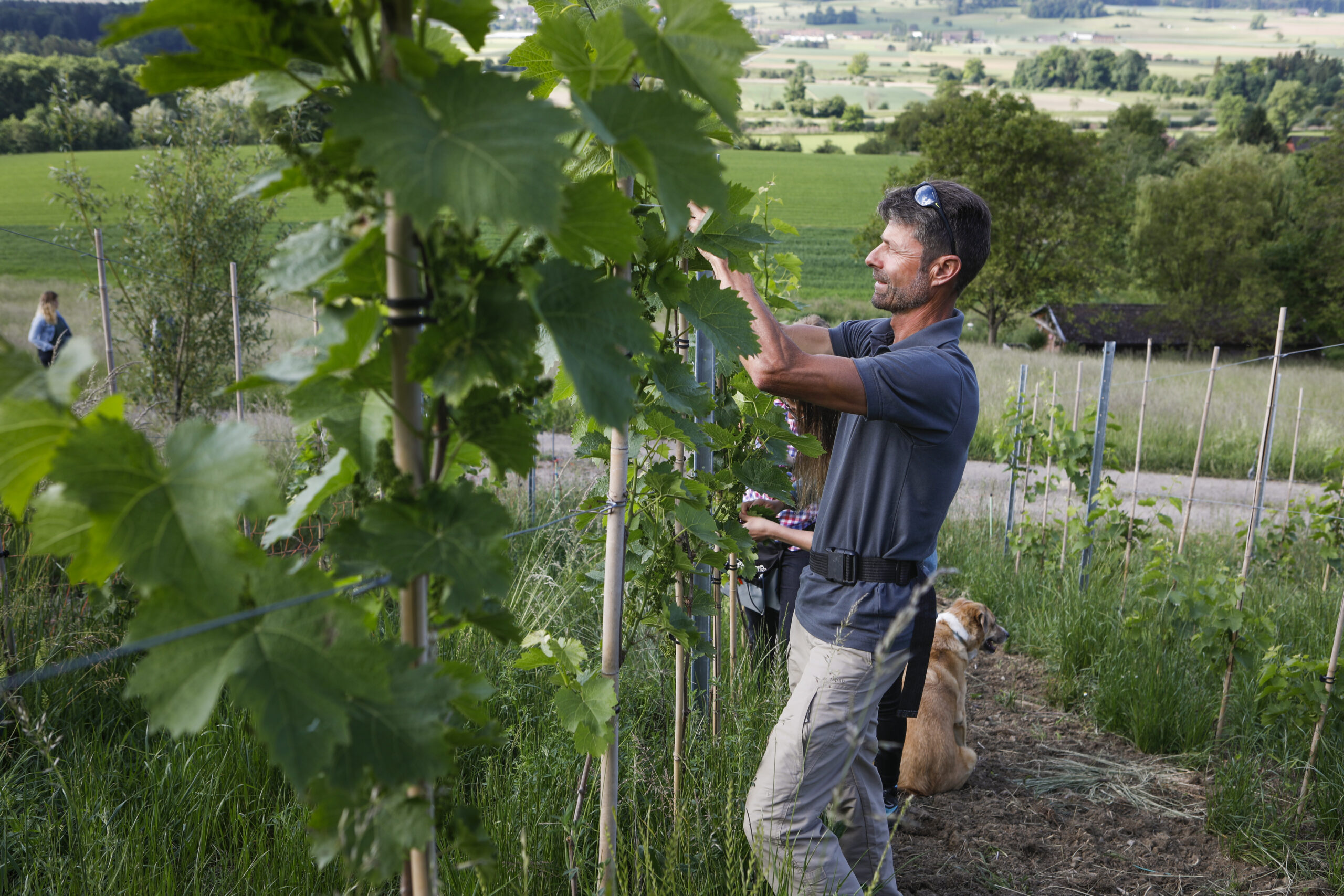 Herausforderung Klimawandel: Die Reben der Bio-Winzer kommen besser mit großer Hitze zurecht